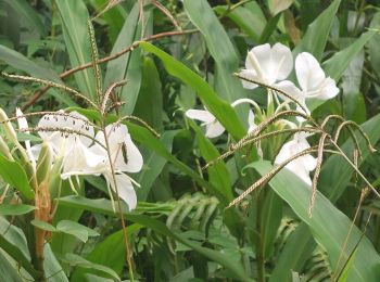 Trail Walking Gros-Morne - Duchesnetteau callebassier  - Photo