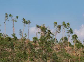 Randonnée A pied Beverungen - B3 - Rund um das Naturschutzgebiet Wandelsberg - Photo