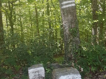 Trail Walking Saint-Hippolyte - Hauteurs de St-Hippolyte - Photo