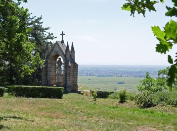 Percorso A piedi Pernand-Vergelesses - Tour de la Butte de Corton - Photo