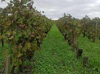 Trail Walking Saint-Sauveur - Promenade des grands crus  - Photo