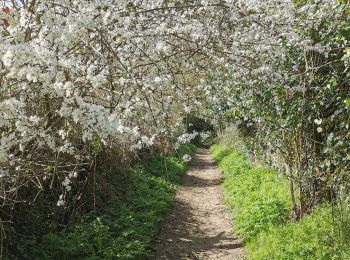 Randonnée Marche Baron-sur-Odon - Baron-sur-Odon 4,6 km - Photo