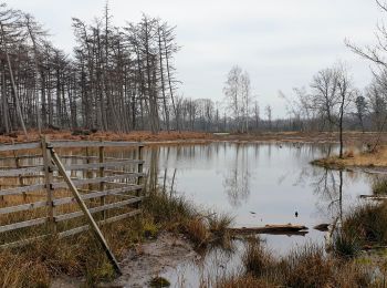 Trail Walking Maldegem - Drongengoedbos - Photo