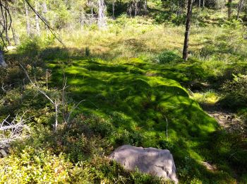 Tour Wandern Moussey - sentier passeur 2022 - Photo