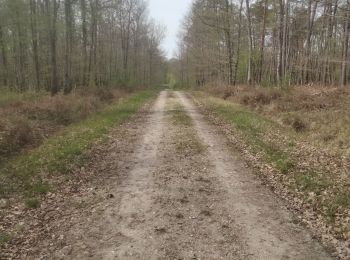 Randonnée Marche Ouzouer-sur-Loire - autour du ravoir - Photo