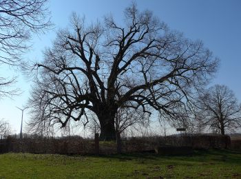 Tocht Te voet Nidderau - Bruchköbel Wanderweg 7 - Photo