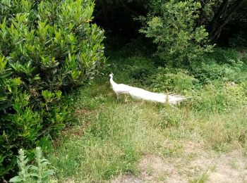 Tocht Stappen Champs-sur-Tarentaine-Marchal - champ sur Tarentaine - Photo