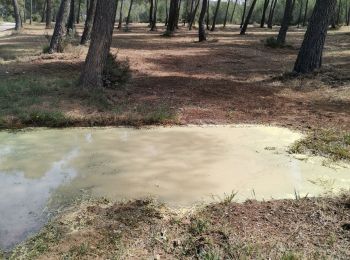 Excursión Senderismo Rognac - Tour du domaine de la Saragousse  - Photo