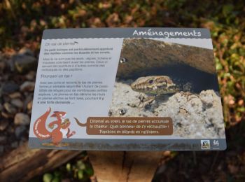 Excursión Senderismo Beauraing - RB-Na-29_Un terroir d’une biodiversité remarquable - Photo