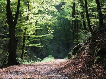 Randonnée A pied Johannesberg - Schwarzer Keiler, Rundwanderweg Oberafferbach - Photo