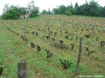 Excursión Senderismo Cahors - CahorsMontcuq - Photo