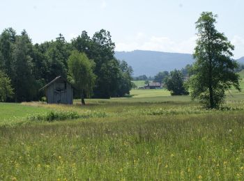 Trail On foot Wädenswil - Schlieregg - Schönenberg - Photo