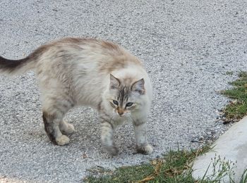 Tocht Stappen Bras - bras - Photo