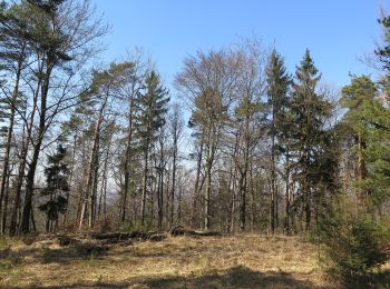 Percorso A piedi Breitbrunn - Rundwanderweg Hase Lußberg - Photo