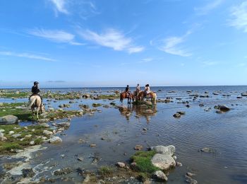 Trail Hybrid bike  - Änggårde-Hemse-Gotland-Sverige - Photo