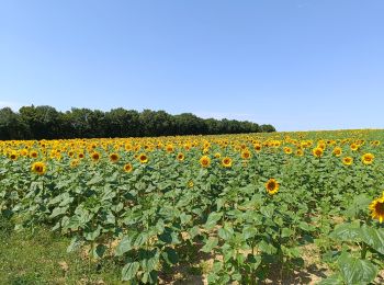 Randonnée Marche Aix-Villemaur-Pâlis - Chemins Forêts  Palis - Photo