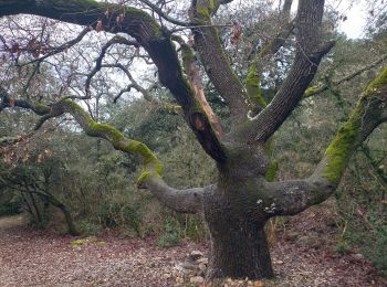 Trail Nordic walking La Roque-sur-Pernes - 007 - Photo