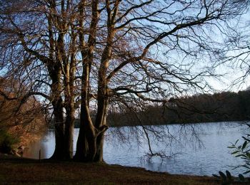 Percorso A piedi Sconosciuto - Castlewellan Forest Park - Cypress Pond Walk - Photo