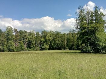 Randonnée A pied Sulzbach am Main - Kulturweg Sulzbach - Photo