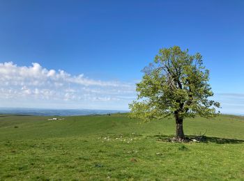 Randonnée Marche Lascelle - Arbre de quenouille, rocher saint curial, col de berganti - Photo