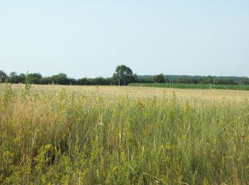 Randonnée A pied Salomvár - K+ (Szilvágy - Salomvár) - Photo