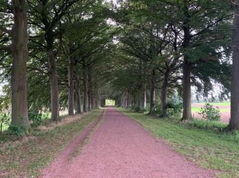 Tocht Stappen Heers - Le château de Bovelingen et son allée rouge à Heers - Photo