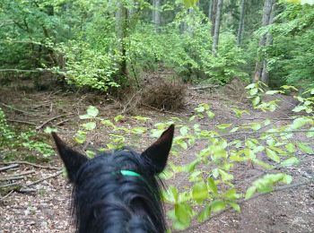 Tocht Paardrijden Attert - balade des cerfs  - Photo