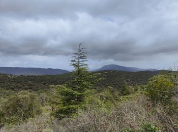 Trail Walking Cucugnan - Château de Quéribus  - Photo