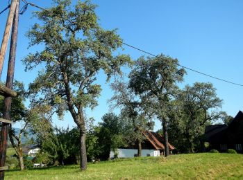 Tour Zu Fuß Stainz - Rundwanderweg 5 - Photo