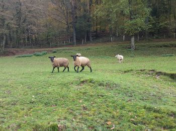 Randonnée Marche Hanviller - Hanviller Haspelschiedt Eberbach Hanviller - Photo