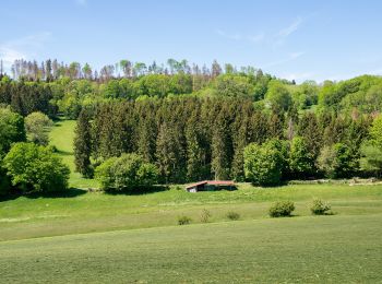 Tocht Te voet Altenbeken - Rundwanderweg A1 [Kempen] - Photo