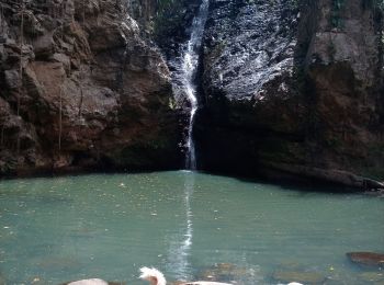 Tocht Stappen Baillif - Cascade Kalinago - Roches gravées du Plessis - Photo