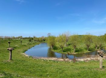 Randonnée Marche Sluis - Retranchement 16 Km - Photo