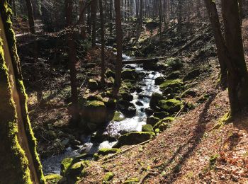 Randonnée A pied Ilsenburg - Rundwanderweg Ilsetal - Westerklippe - Froschfelsen - Ilsetal - Photo