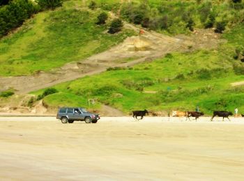 Tocht Te voet Te Hiku Community - Te Araroa - 01 Northland - a Cape Reinga to Ahipara - Photo