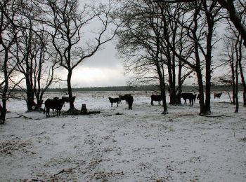 Tocht Te voet Ede - Oud Reemst - Blauw - Photo