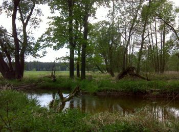 Tour Zu Fuß Königsbrück - Heidewaldpfad - Photo