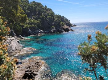 Randonnée Marche Rayol-Canadel-sur-Mer - Qui prend racine en bord de mer ? - Photo
