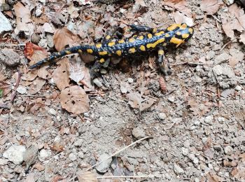 Randonnée Marche Venaco - GR20 CORSE ÉTAPE 8 - Photo