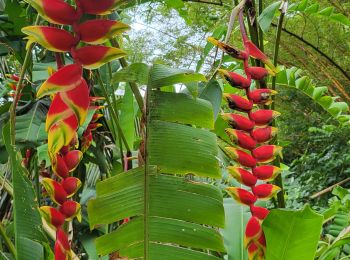 Tour Wandern Papeete - Rando Tahiti vallée de Fautaua - Photo