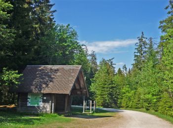 Randonnée A pied Gernsbach - Rundweg Nr. 1 - Grünhütten-Rundweg - Photo