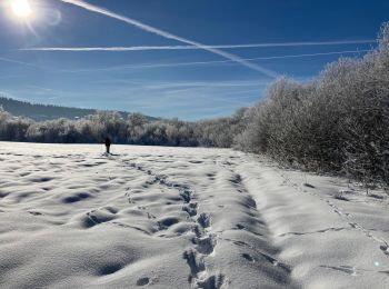 Tocht Sneeuwschoenen Grande-Rivière-Château - Lac de l abbaye - Photo