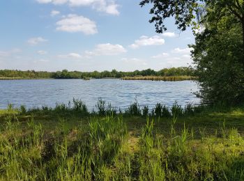 Trail Walking Dessel - Dessel-Witgoor 12 km - Photo