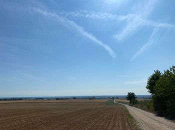 Percorso Equitazione Weyersheim - Zorn et hohenberg - Photo