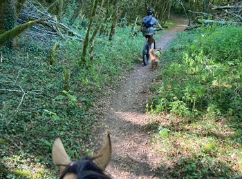 Excursión Paseo ecuestre La Tour-du-Meix - Vouglan camping Tivio  - Photo