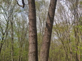 Randonnée Marche Widensolen - Randonnée Forêt et plaine de Widensolen  - Photo