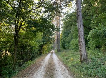 Randonnée Marche Saint-Mihiel - St Mihiel - forêt domaniale de Gaumont - Photo