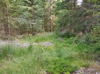 Excursión Senderismo Anould - clefcy2 - Photo