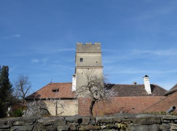 Randonnée A pied Gemeinde Spitz - Schwallenbach-Ruine Hinterhaus-Spitz - Photo