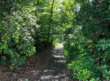 Randonnée Marche La Hulpe - Première promenade d’automne  - Photo